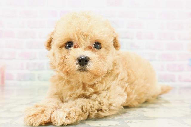 東京都のトイプードル(トイ) (Coo&RIKU赤坂店/2026年5月4日生まれ/女の子/アプリコット)の子犬の2枚目の画像