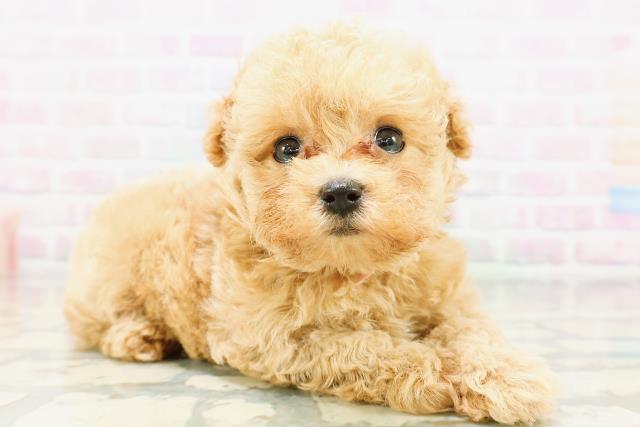 東京都のトイプードル(トイ) (Coo&RIKU赤坂店/2026年5月4日生まれ/女の子/アプリコット)の子犬の3枚目の画像