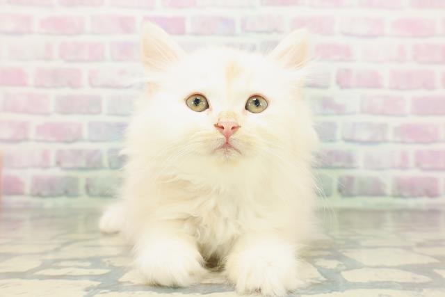 東京都のラガマフィン (Coo&RIKU大久保店/2026年5月4日生まれ/男の子/カメオタビー)の子猫