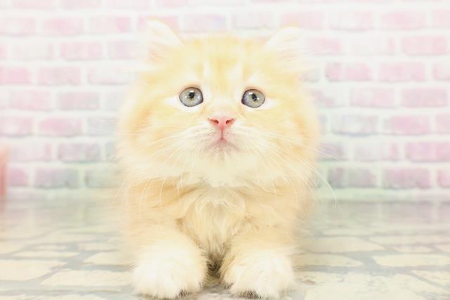 東京都のラガマフィン (Coo&RIKU三軒茶屋店/2026年5月4日生まれ/男の子/レッドタビー)の子猫の1枚目の画像
