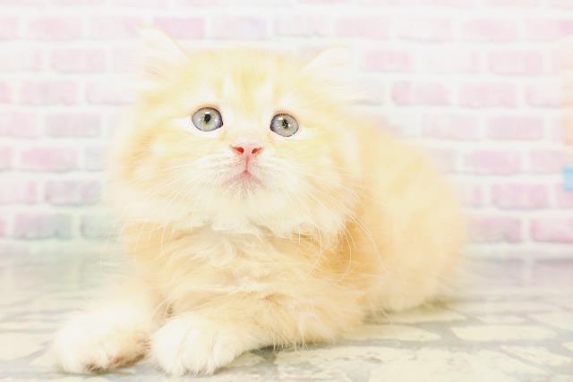 東京都のラガマフィン (Coo&RIKU三軒茶屋店/2026年5月4日生まれ/男の子/レッドタビー)の子猫の2枚目の画像