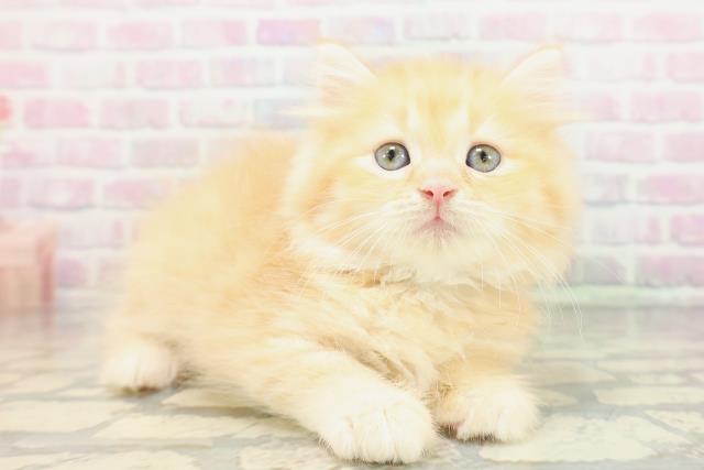東京都のラガマフィン (Coo&RIKU三軒茶屋店/2026年5月4日生まれ/男の子/レッドタビー)の子猫の3枚目の画像