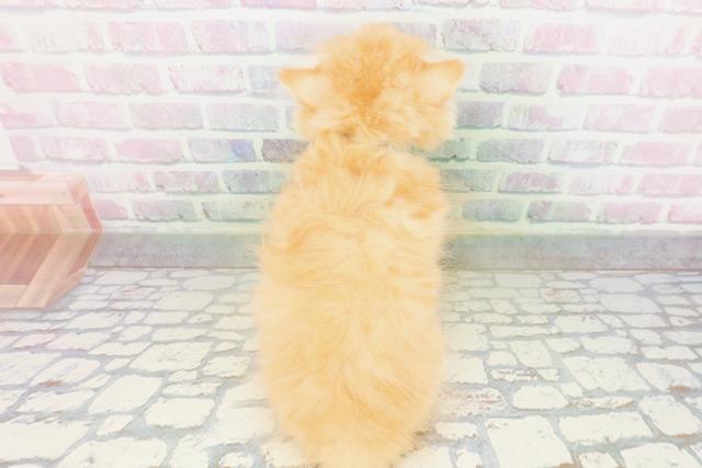 東京都のラガマフィン (Coo&RIKU三軒茶屋店/2026年5月4日生まれ/男の子/レッドタビー)の子猫の4枚目の画像