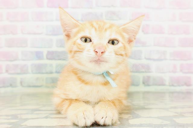 東京都のジェネッタ (Coo&RIKU自由が丘店/2026年5月4日生まれ/男の子/レッドタビー)の子猫の1枚目の画像