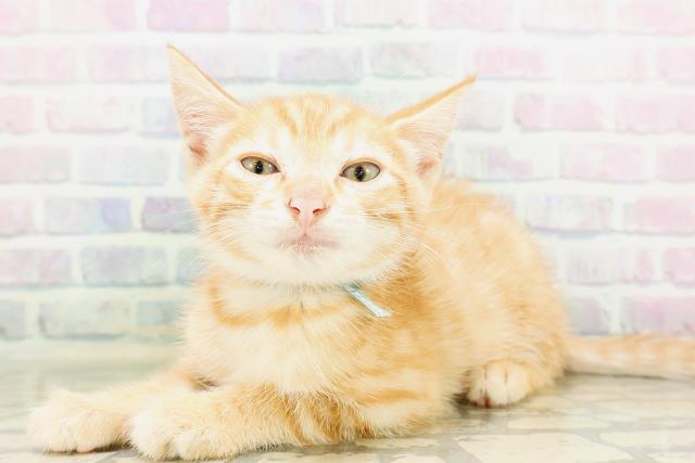 東京都のジェネッタ (Coo&RIKU自由が丘店/2026年5月4日生まれ/男の子/レッドタビー)の子猫の2枚目の画像
