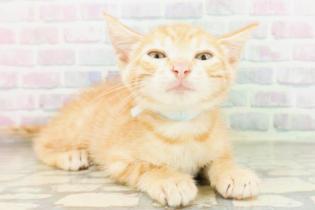 東京都のジェネッタ (Coo&RIKU自由が丘店/2026年5月4日生まれ/男の子/レッドタビー)の子猫の3枚目の画像