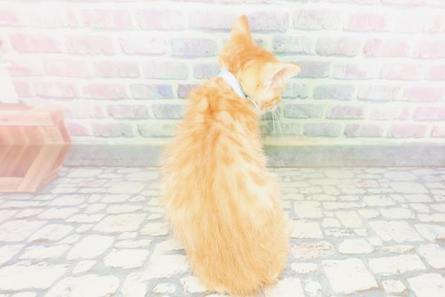 東京都のジェネッタ (Coo&RIKU自由が丘店/2026年5月4日生まれ/男の子/レッドタビー)の子猫の4枚目の画像