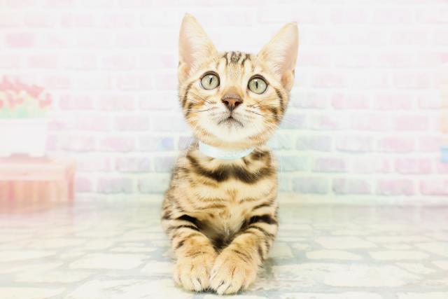 群馬県のベンガル (Coo&RIKU伊勢崎店/2026年4月20日生まれ/男の子/ブラウンスポットタビー)の子猫の1枚目の画像