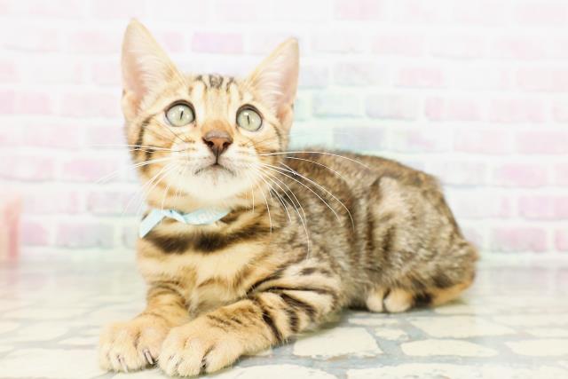 群馬県のベンガル (Coo&RIKU伊勢崎店/2026年4月20日生まれ/男の子/ブラウンスポットタビー)の子猫の2枚目の画像
