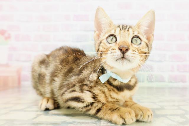 群馬県のベンガル (Coo&RIKU伊勢崎店/2026年4月20日生まれ/男の子/ブラウンスポットタビー)の子猫の3枚目の画像