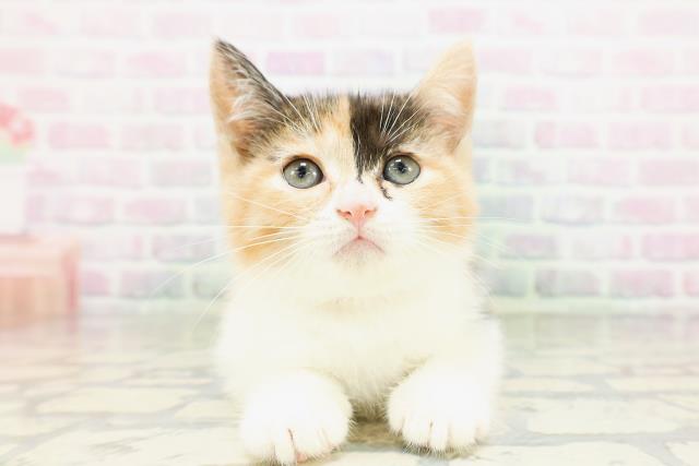 群馬県のマンチカン (Coo&RIKU伊勢崎店/2026年5月3日生まれ/女の子/キャリコ)の子猫の1枚目の画像
