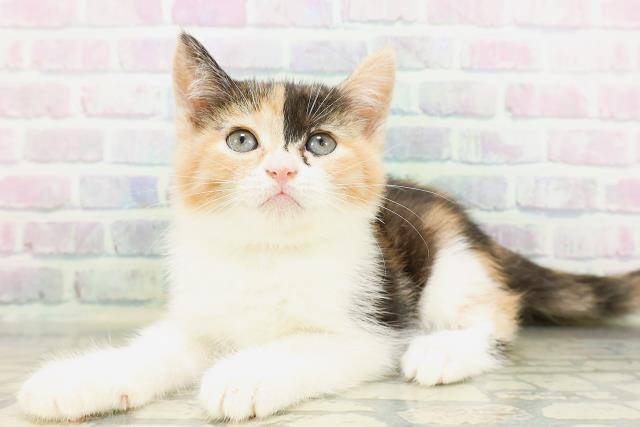 群馬県のマンチカン (Coo&RIKU伊勢崎店/2026年5月3日生まれ/女の子/キャリコ)の子猫の2枚目の画像