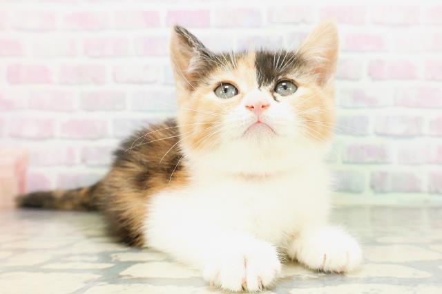 群馬県のマンチカン (Coo&RIKU伊勢崎店/2026年5月3日生まれ/女の子/キャリコ)の子猫の3枚目の画像