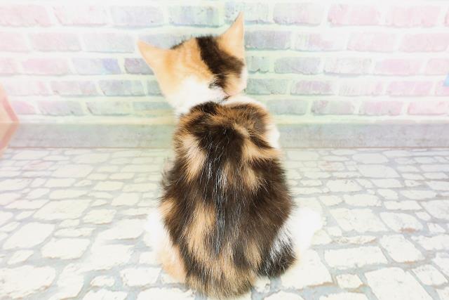 群馬県のマンチカン (Coo&RIKU伊勢崎店/2026年5月3日生まれ/女の子/キャリコ)の子猫の4枚目の画像