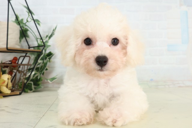 福岡県のビションフリーゼ (Coo&RIKU黒崎店/2026年5月4日生まれ/男の子/ホワイト)の子犬の1枚目の画像