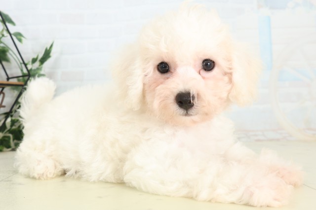 福岡県のビションフリーゼ (Coo&RIKU黒崎店/2026年5月4日生まれ/男の子/ホワイト)の子犬の2枚目の画像
