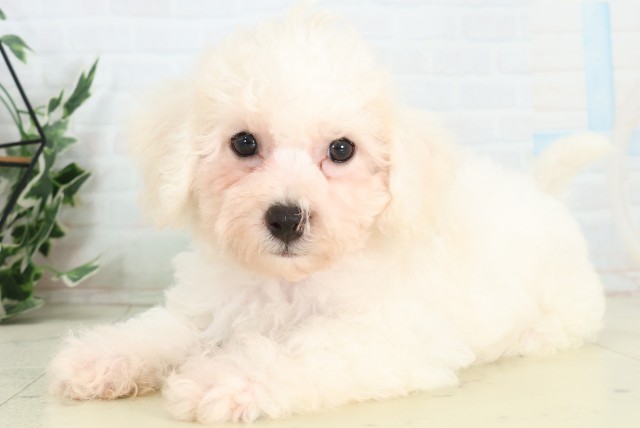 福岡県のビションフリーゼ (Coo&RIKU黒崎店/2026年5月4日生まれ/男の子/ホワイト)の子犬の3枚目の画像