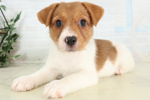 福岡県のジャックラッセルテリア (Coo&RIKU大牟田店/2026年5月6日生まれ/男の子/タンホワイト)の子犬の3枚目の画像