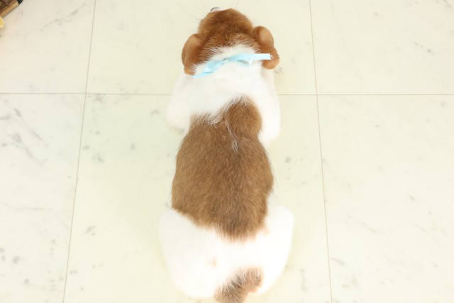 福岡県のジャックラッセルテリア (Coo&RIKU大牟田店/2026年5月6日生まれ/男の子/タンホワイト)の子犬の4枚目の画像
