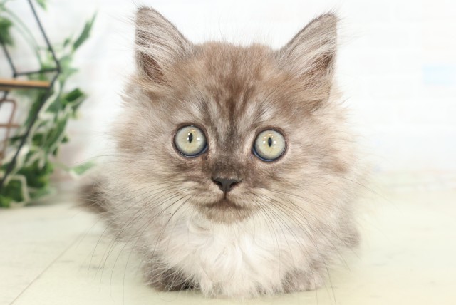 福岡県のミヌエット (Coo&RIKU久留米店/2026年4月16日生まれ/男の子/ブラックスモーク)の子猫の1枚目の画像