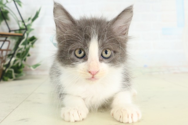 長崎県のメインクーン (Coo&RIKU長崎浜町店/2026年5月4日生まれ/男の子/ブルーホワイト)の子猫の1枚目の画像