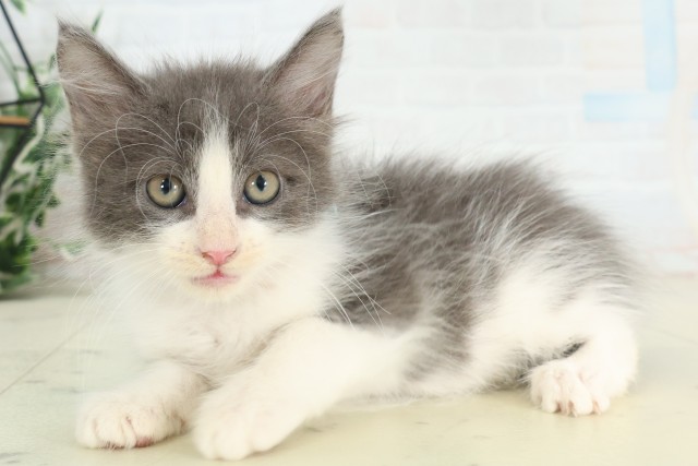 長崎県のメインクーン (Coo&RIKU長崎浜町店/2026年5月4日生まれ/男の子/ブルーホワイト)の子猫の3枚目の画像