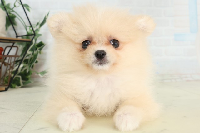 福岡県のポメラニアン (Coo&RIKU筑後店/2026年5月1日生まれ/女の子/クリーム)の子犬の1枚目の画像