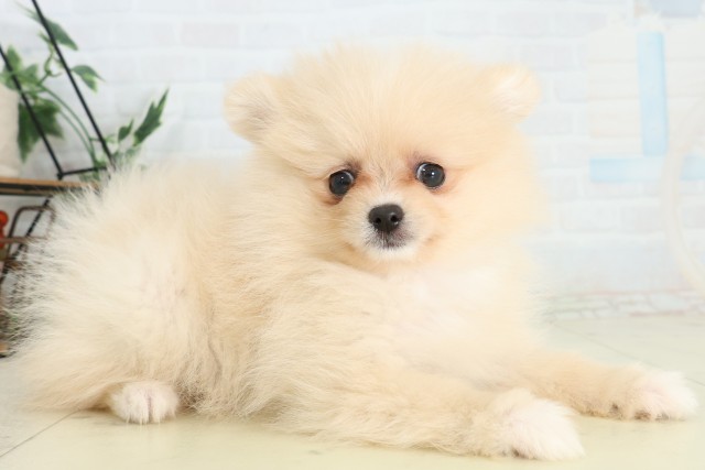 福岡県のポメラニアン (Coo&RIKU筑後店/2026年5月1日生まれ/女の子/クリーム)の子犬の2枚目の画像