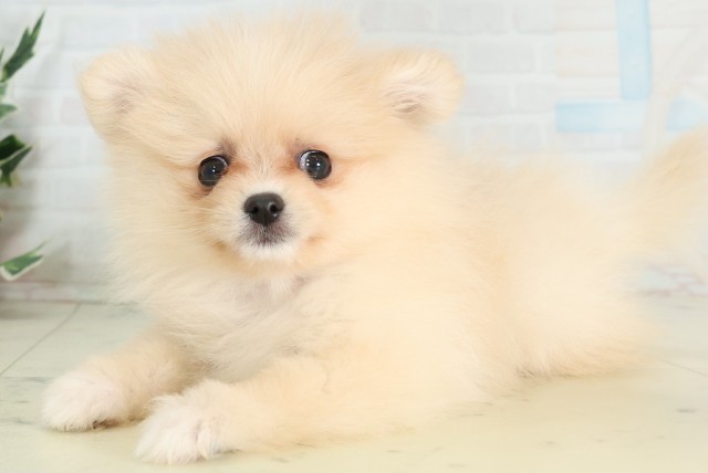 福岡県のポメラニアン (Coo&RIKU筑後店/2026年5月1日生まれ/女の子/クリーム)の子犬の3枚目の画像