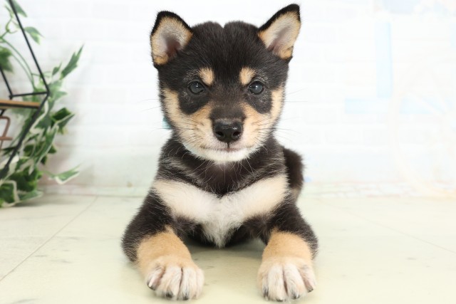 福岡県の豆柴 (Coo&RIKU福岡東店/2026年4月29日生まれ/男の子/黒)の子犬の1枚目の画像