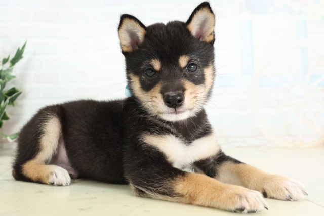 福岡県の豆柴 (Coo&RIKU福岡東店/2026年4月29日生まれ/男の子/黒)の子犬の2枚目の画像