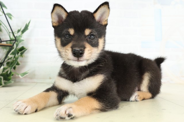 福岡県の豆柴 (Coo&RIKU福岡東店/2026年4月29日生まれ/男の子/黒)の子犬の3枚目の画像