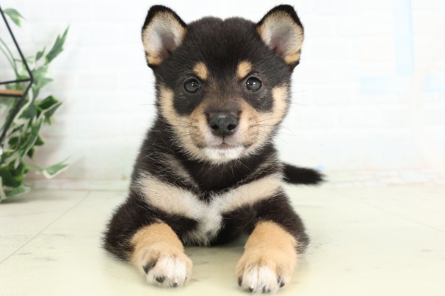 長崎県の豆柴 (Coo&RIKU大村店/2026年4月29日生まれ/男の子/黒)の子犬