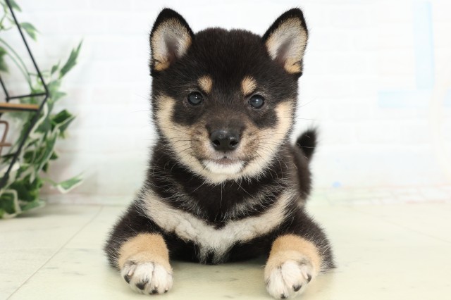 長崎県の豆柴 (Coo&RIKU長崎浜町店/2026年4月29日生まれ/女の子/黒)の子犬