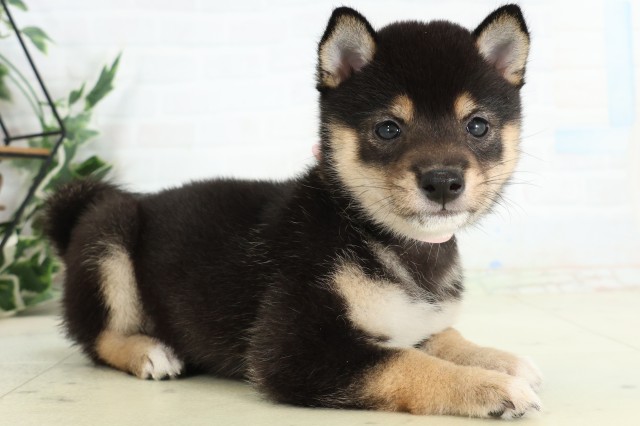 熊本県の豆柴 (Coo&RIKUカリーノ菊陽店/2026年4月29日生まれ/女の子/黒)の子犬の2枚目の画像