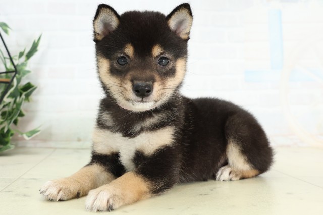 熊本県の豆柴 (Coo&RIKUカリーノ菊陽店/2026年4月29日生まれ/女の子/黒)の子犬の3枚目の画像