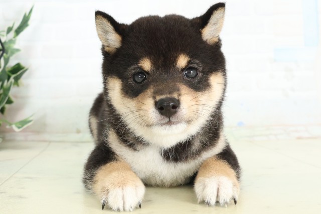 鹿児島県の豆柴 (Coo&RIKU鹿屋店/2026年5月5日生まれ/女の子/黒)の子犬の1枚目の画像