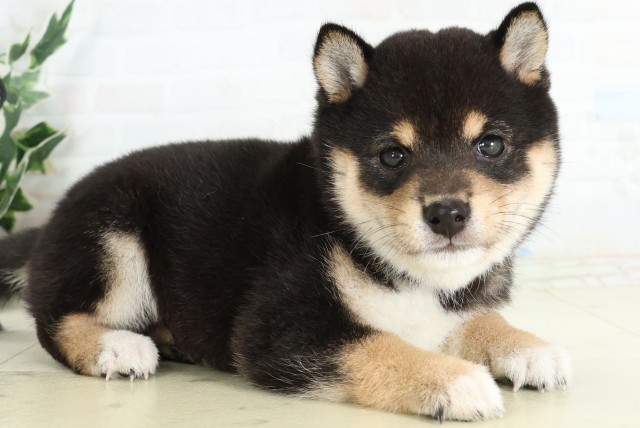鹿児島県の豆柴 (Coo&RIKU鹿屋店/2026年5月5日生まれ/女の子/黒)の子犬の2枚目の画像