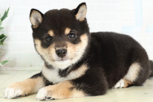鹿児島県の豆柴 (Coo&RIKU鹿屋店/2026年5月5日生まれ/女の子/黒)の子犬の3枚目の画像