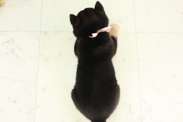 鹿児島県の豆柴 (Coo&RIKU鹿屋店/2026年5月5日生まれ/女の子/黒)の子犬の4枚目の画像