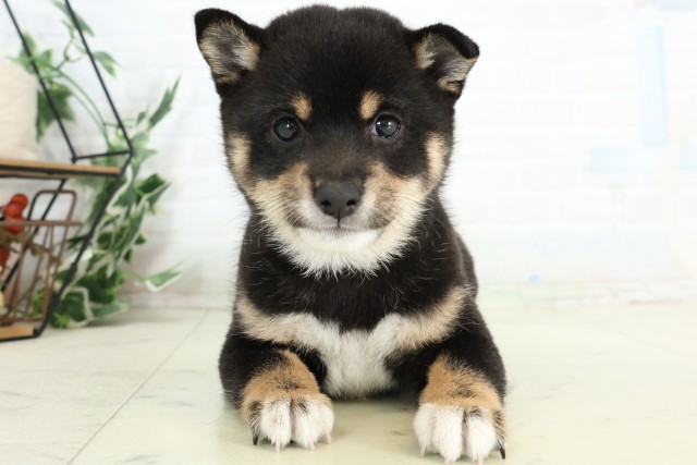 福岡県の豆柴 (Coo&RIKU小倉店/2026年5月5日生まれ/女の子/黒)の子犬の1枚目の画像