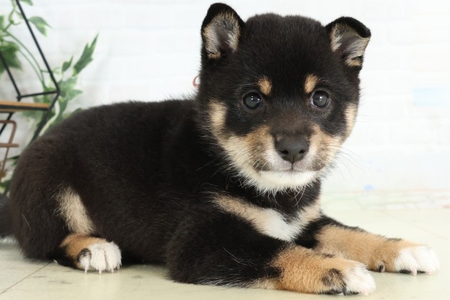 福岡県の豆柴 (Coo&RIKU小倉店/2026年5月5日生まれ/女の子/黒)の子犬の2枚目の画像