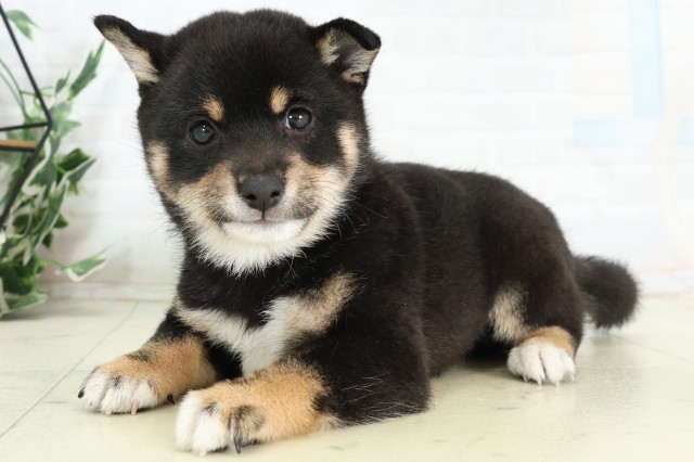 福岡県の豆柴 (Coo&RIKU小倉店/2026年5月5日生まれ/女の子/黒)の子犬の3枚目の画像