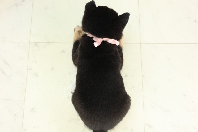 福岡県の豆柴 (Coo&RIKU小倉店/2026年5月5日生まれ/女の子/黒)の子犬の4枚目の画像