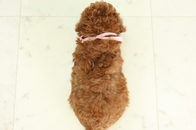 福岡県のトイプードル(トイ) (Coo&RIKUゆめタウン飯塚店/2026年5月5日生まれ/女の子/レッド)の子犬の4枚目の画像