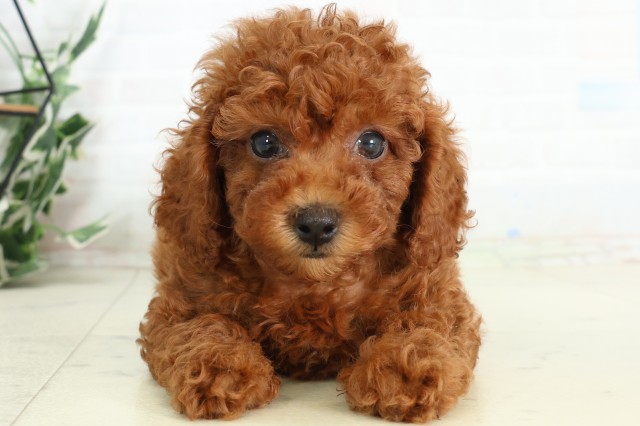 熊本県のトイプードル(トイ) (Coo&RIKUカリーノ玉名店/2026年5月3日生まれ/男の子/レッド)の子犬の1枚目の画像