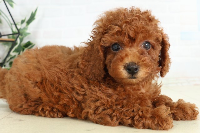 熊本県のトイプードル(トイ) (Coo&RIKUカリーノ玉名店/2026年5月3日生まれ/男の子/レッド)の子犬の2枚目の画像