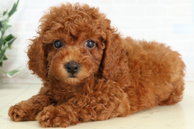 熊本県のトイプードル(トイ) (Coo&RIKUカリーノ玉名店/2026年5月3日生まれ/男の子/レッド)の子犬の3枚目の画像
