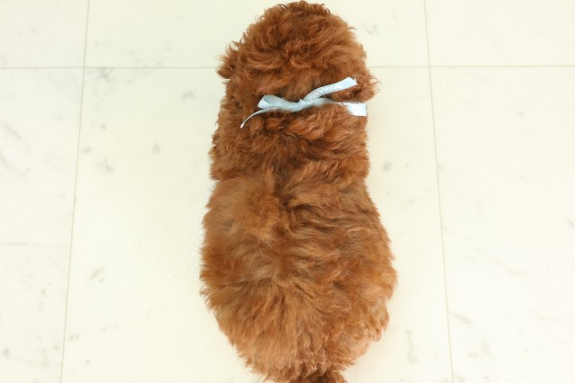 熊本県のトイプードル(トイ) (Coo&RIKUカリーノ玉名店/2026年5月3日生まれ/男の子/レッド)の子犬の4枚目の画像