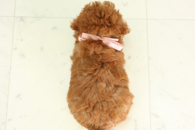 福岡県のトイプードル(トイ) (Coo&RIKU福岡西店/2026年5月3日生まれ/女の子/アプリコット)の子犬の4枚目の画像